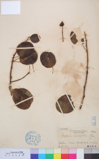 Specimen thumbnail